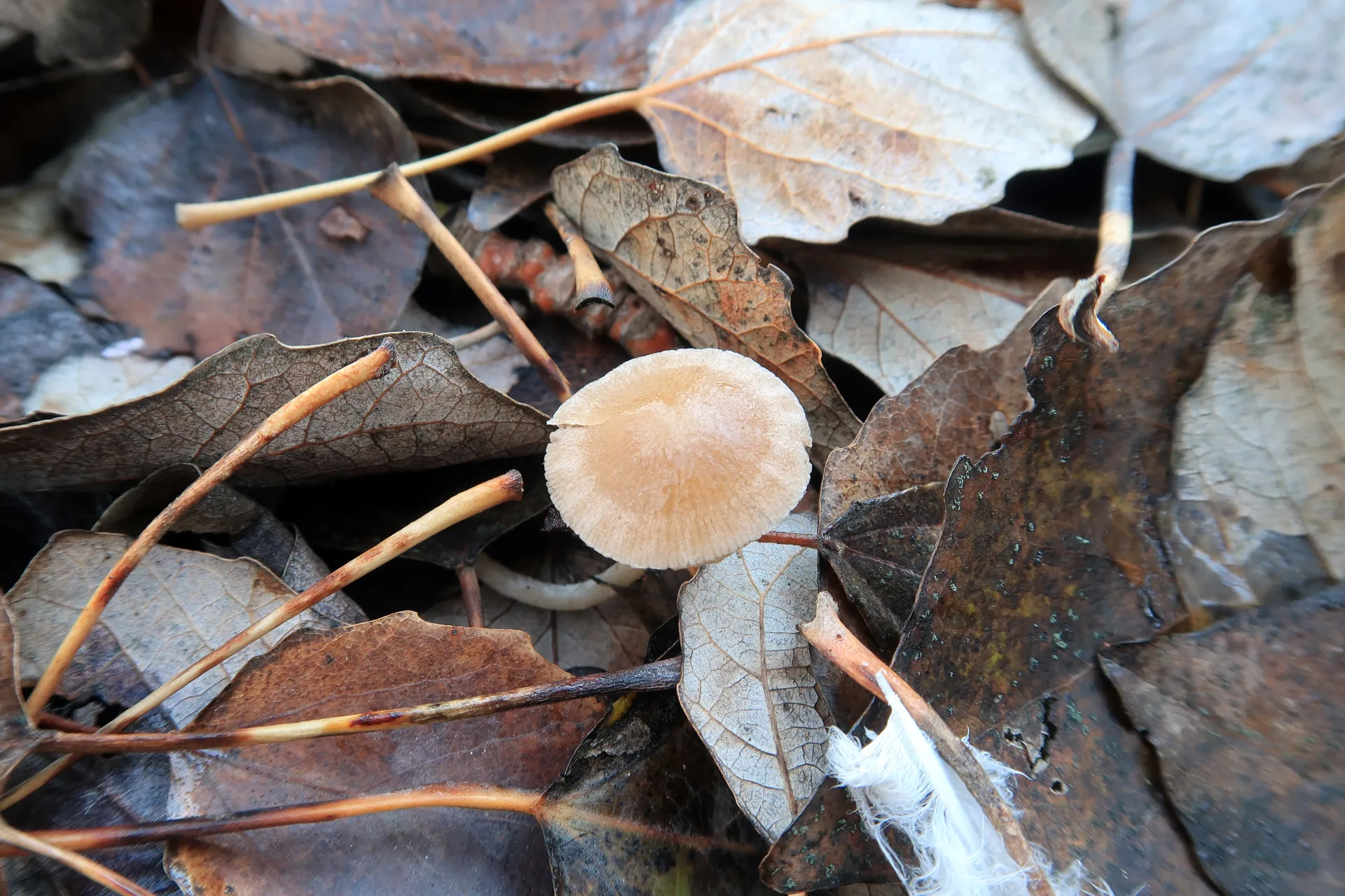 Psathyrella obtusata - 1 - IMG_5187
